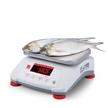 Valor 4000 Compact Bench Scale